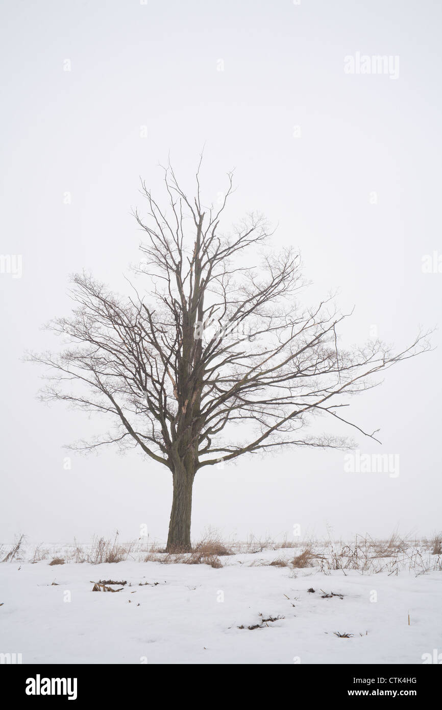Lone tree in a field Stock Photo - Alamy