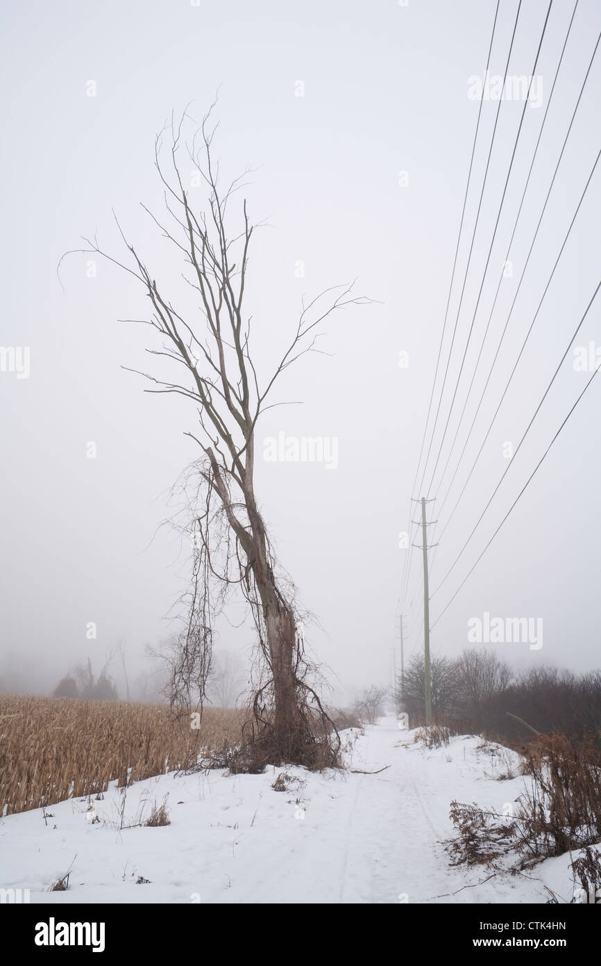 Lone tree in a field Stock Photo - Alamy