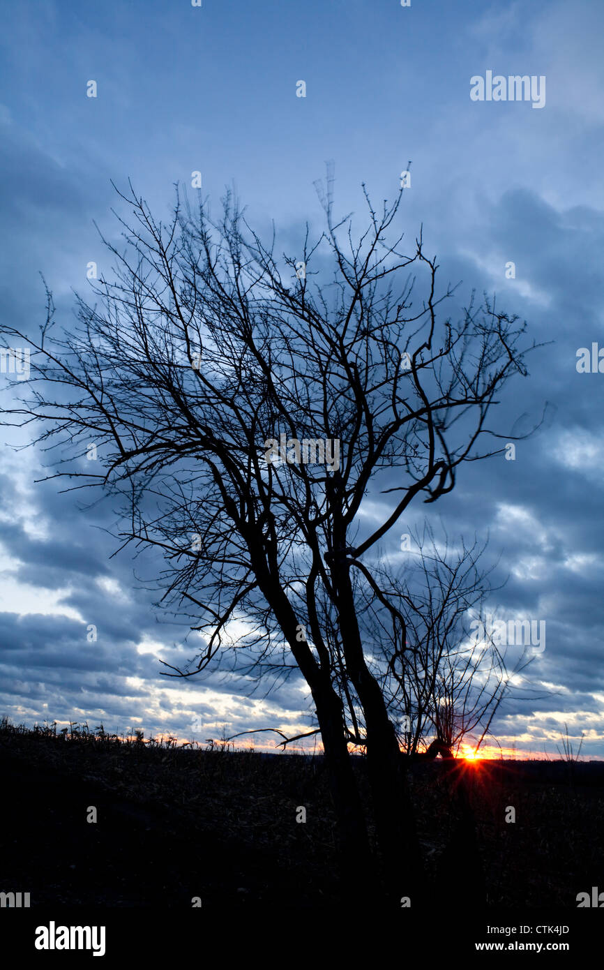 Black tree silhouette sunset hi-res stock photography and images - Alamy