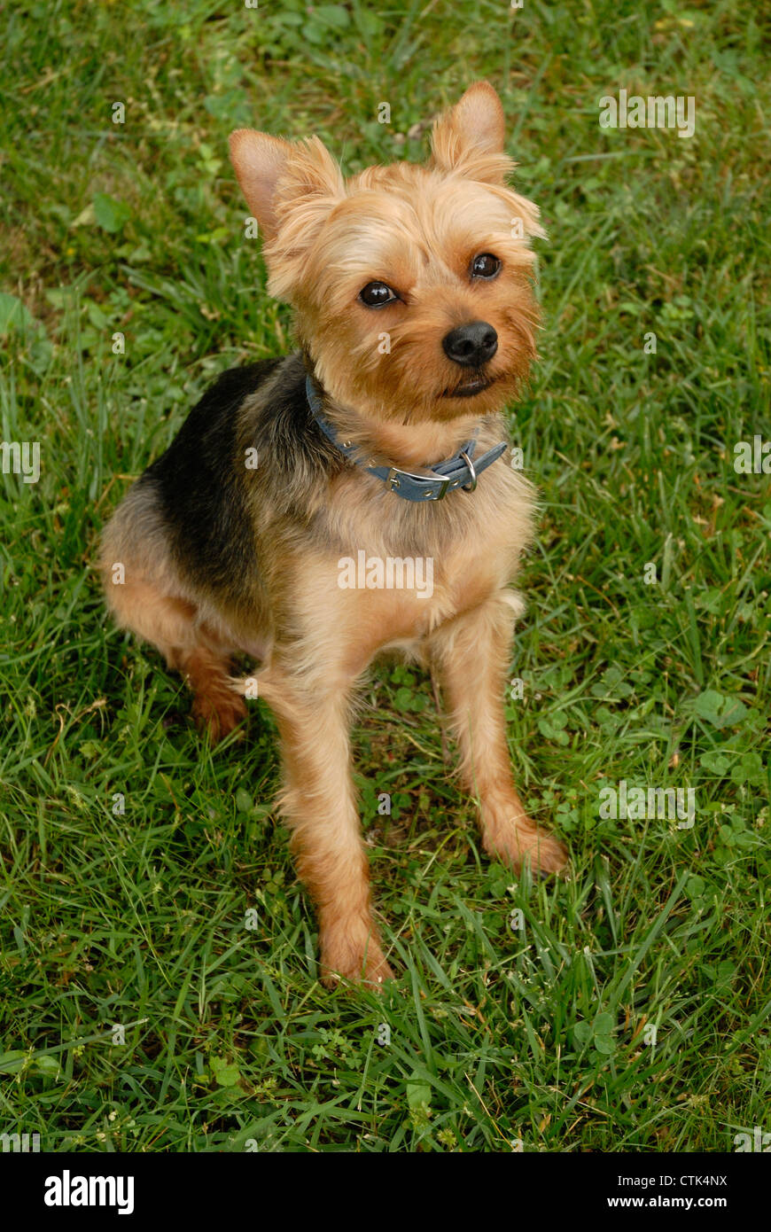 Pet Yorkshire Terrier dog wearing a blue collar, sitting outside in the grass Stock Photo Alamy