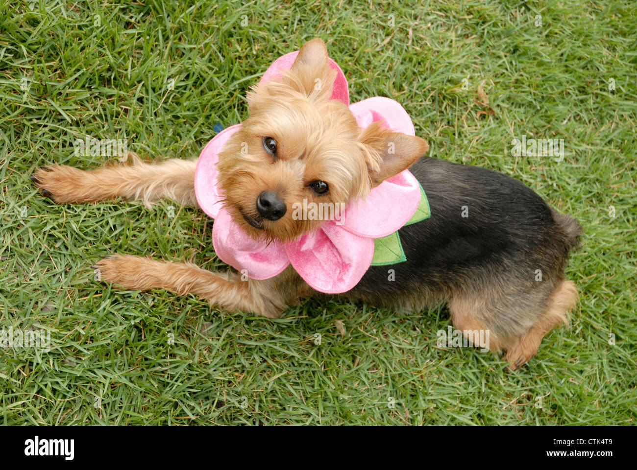 Pet Yorkshire Terrier dog in the grass, wearing a flower petal collar. Stock Photo