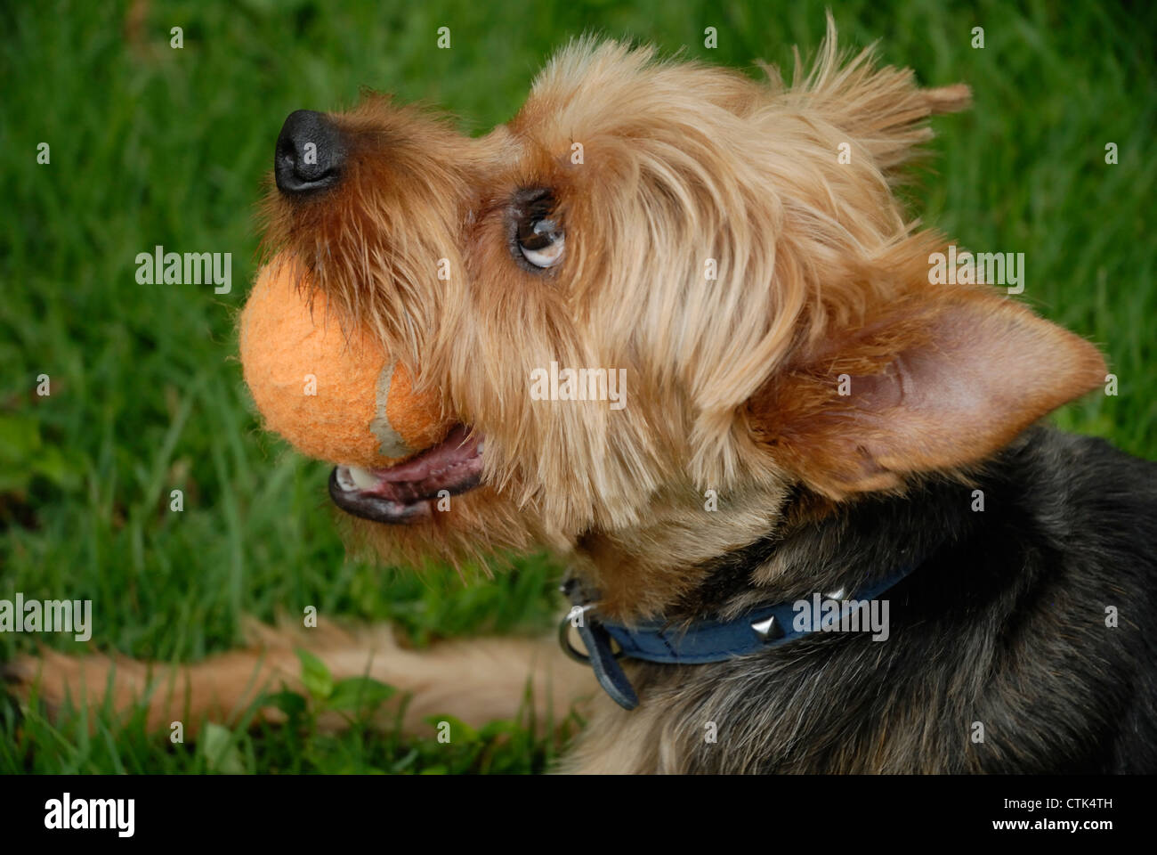 A larger sized Yorkshire Terrier dog holding a tennis ball in his mouth. Stock Photo