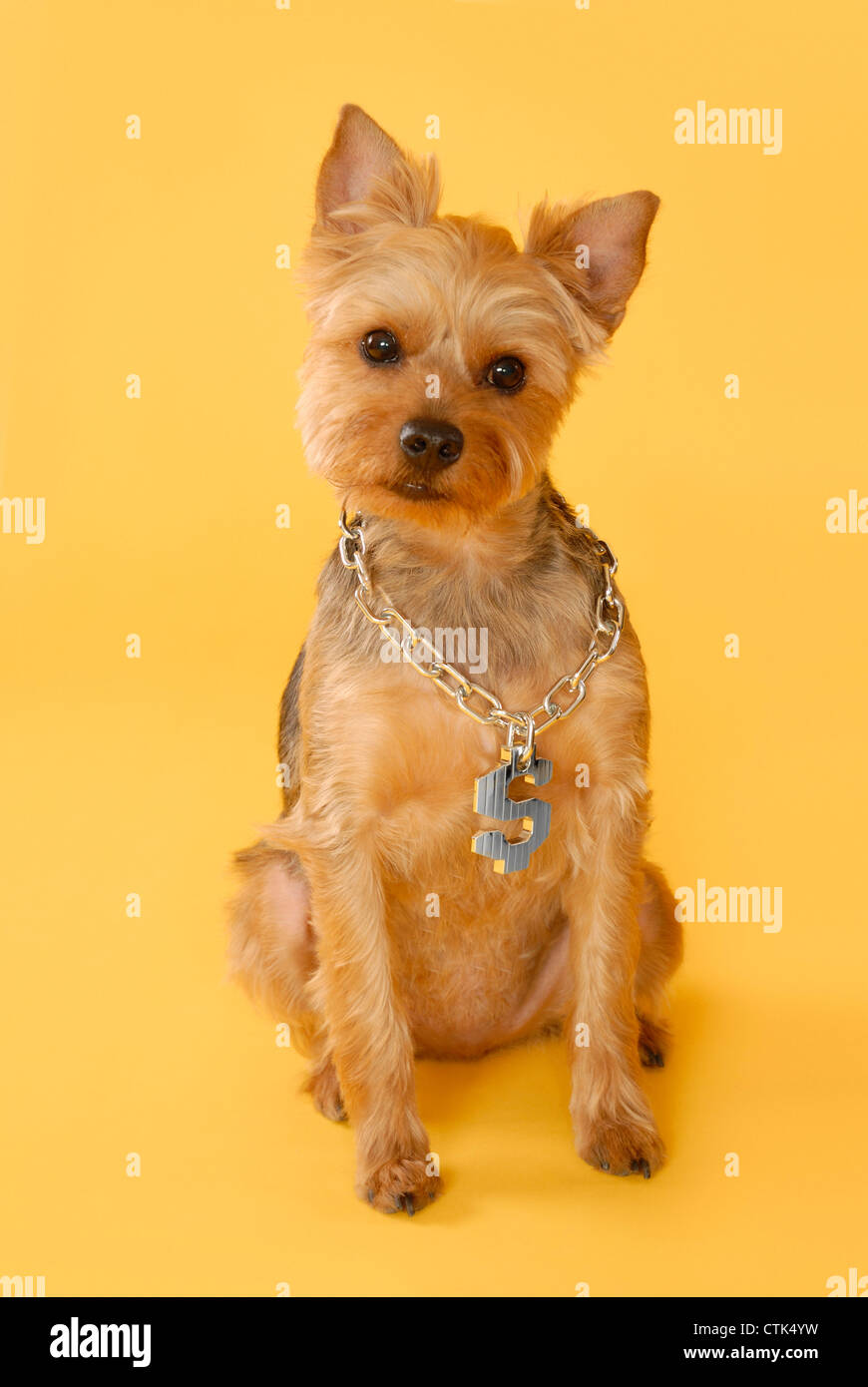 A hiphop styled yorkie dog wearing a dollar sign necklace, on yellow