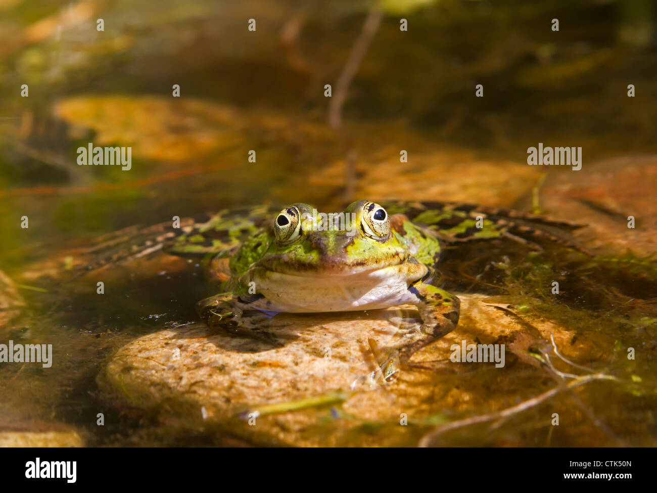 Water frog / Rana esculenta Stock Photo