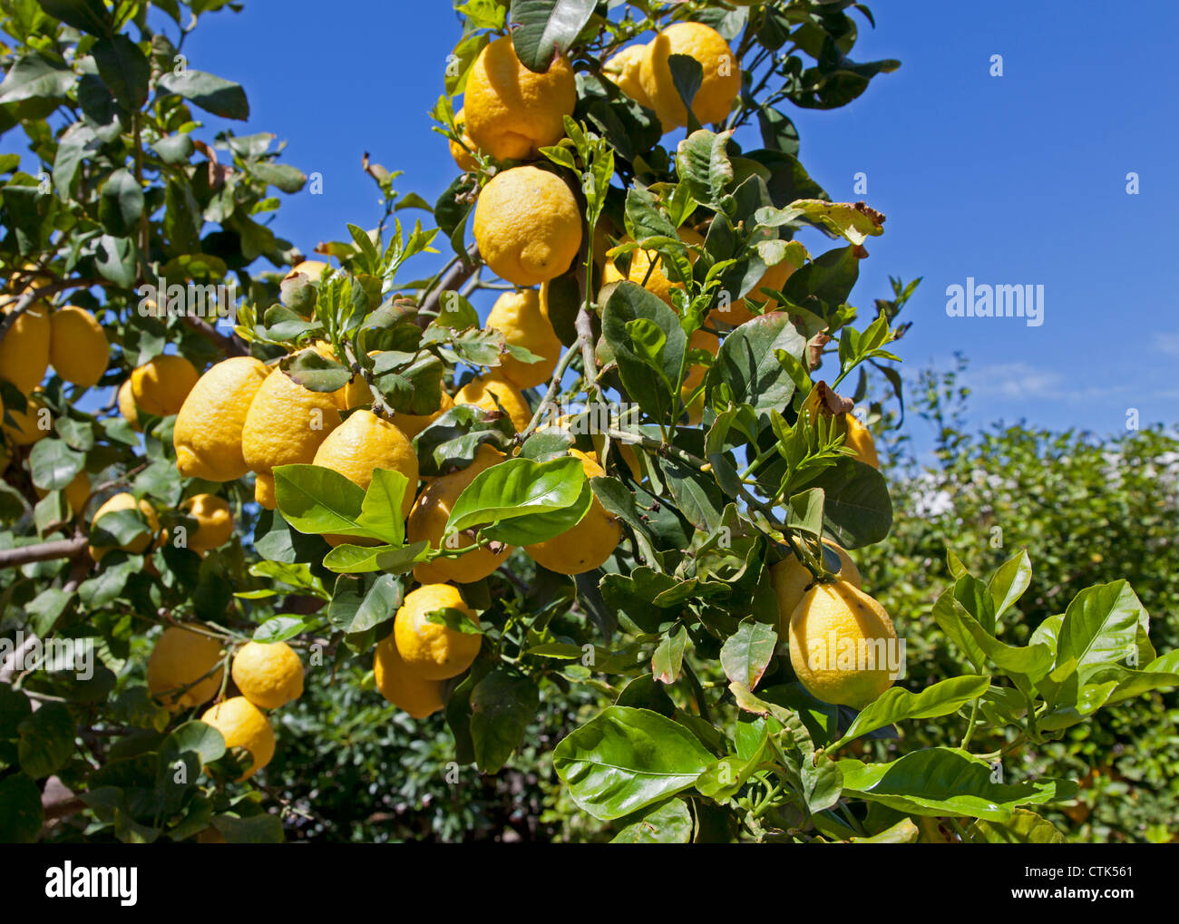 Lemon tree, Italy Stock Photo