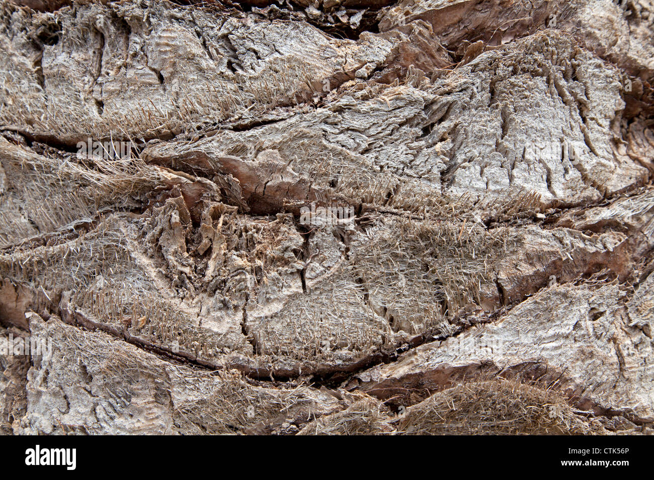 Tree bark of a palm, Italy Stock Photo