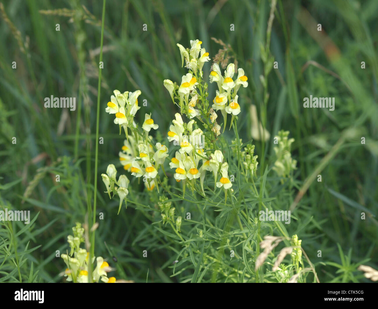 Common Toadflax, Yellow Toadflax, Butterandeggs / Linaria vulgaris