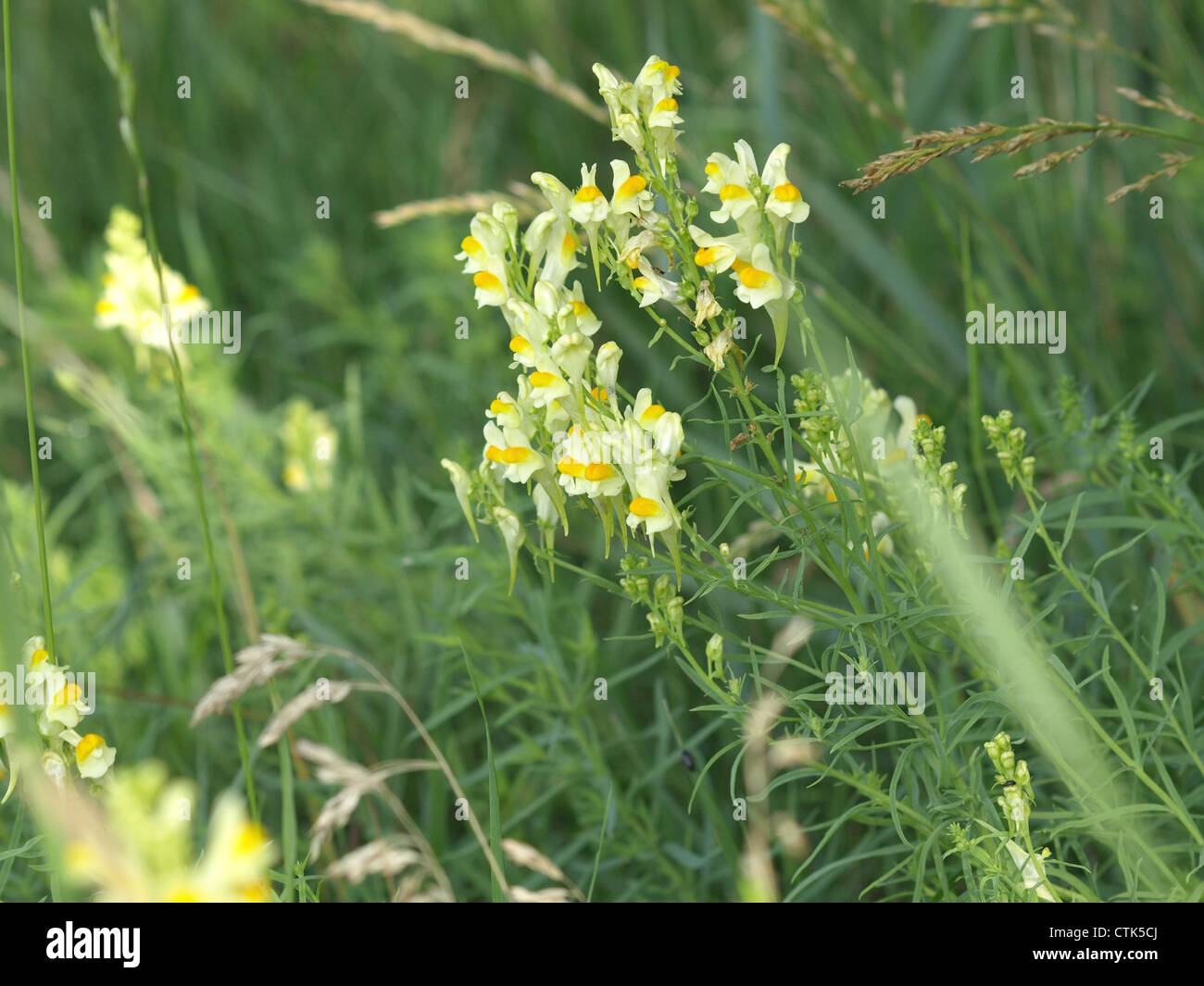 Common Toadflax, Yellow Toadflax, Butterandeggs / Linaria vulgaris