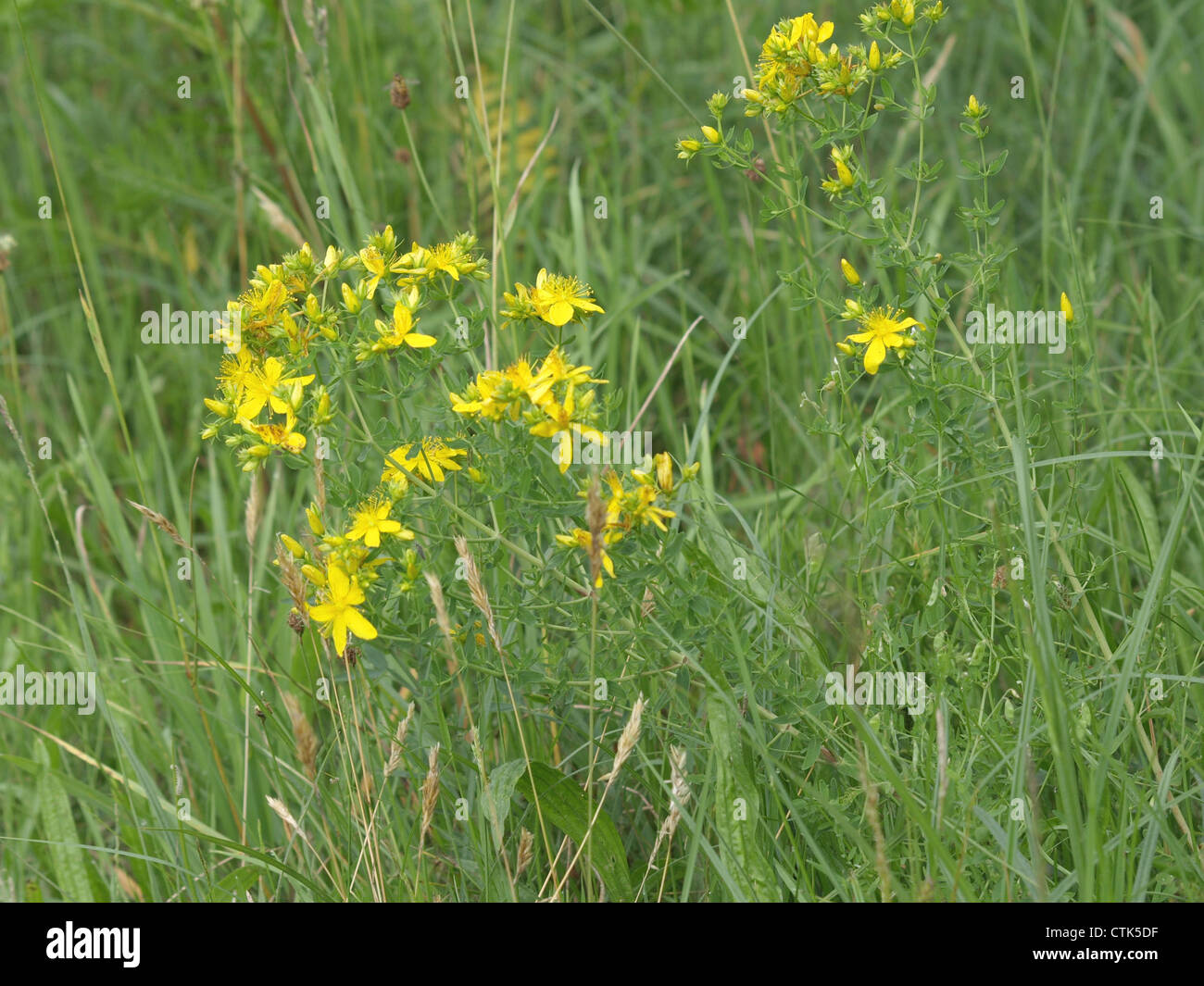 crantz, imperforate St. John´s wort / Hypericum maculatum / Geflecktes Johanniskraut Stock Photo