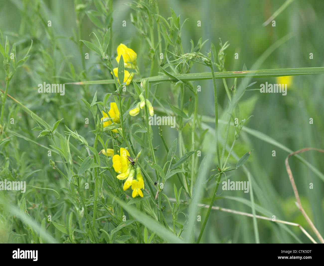 Meadow vetchling / Lathyrus pratensis / Wiesen-Platterbse Stock Photo