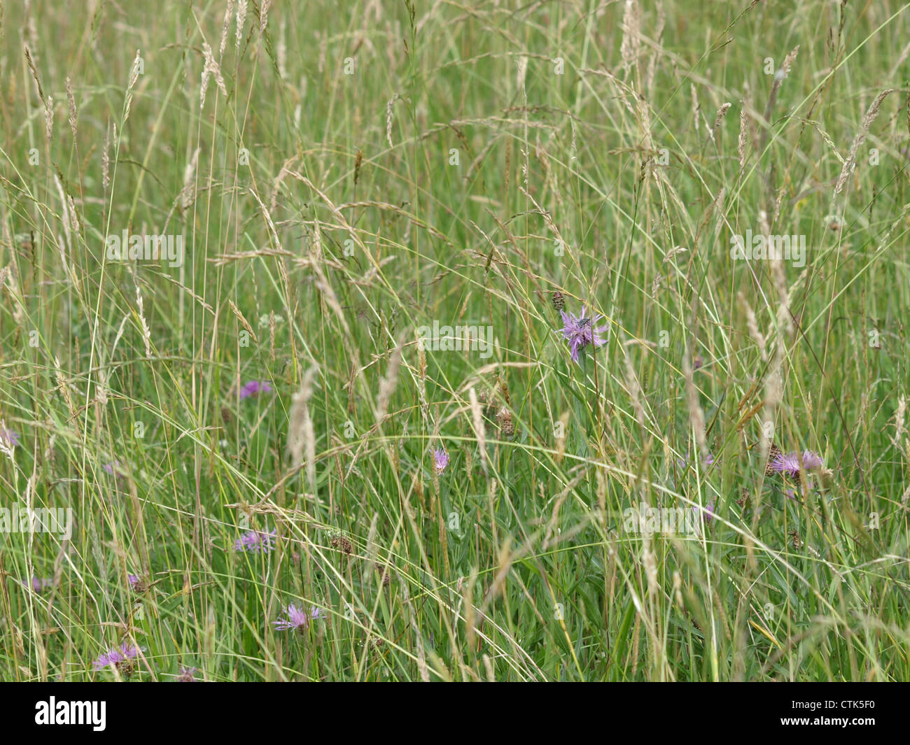 Brown knapweed / Centaurea jacea / Wiesen-Flockenblume Stock Photo