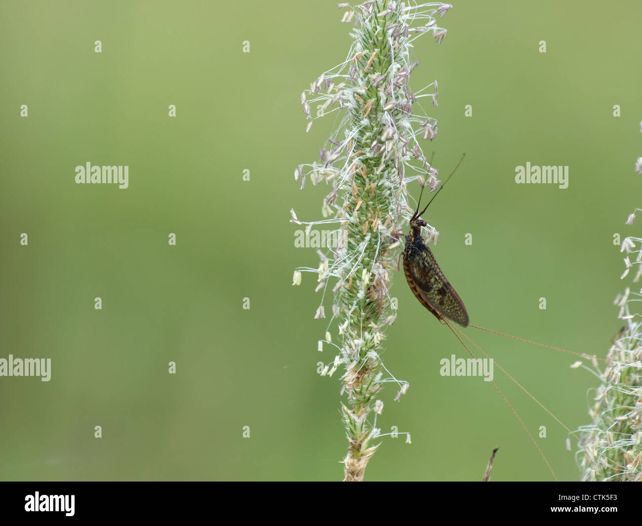 Brown mayfly / Ephemera vulgata / Gemeine Eintagsfliege Stock Photo