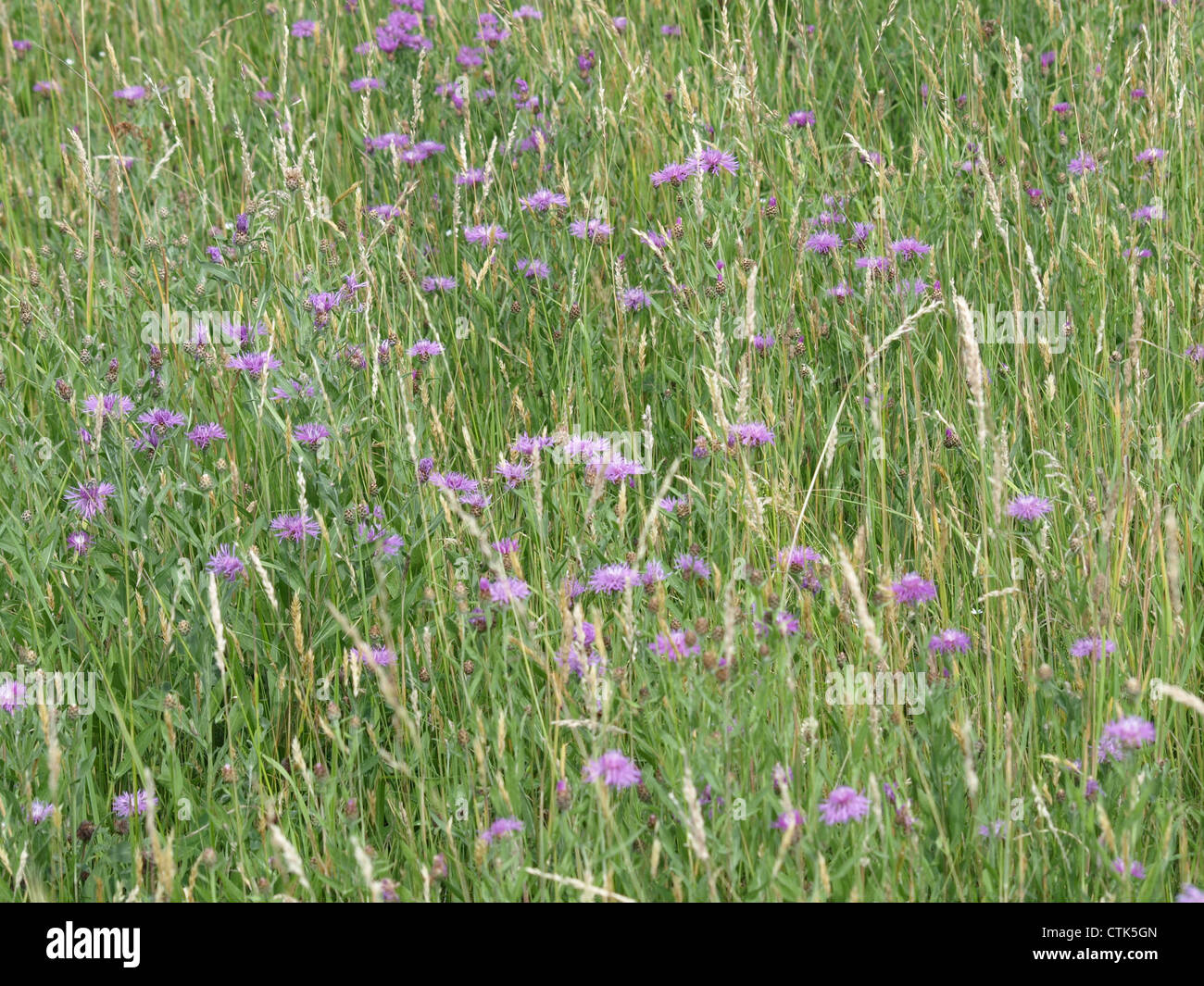 Brown knapweed / Centaurea jacea / Wiesen-Flockenblume Stock Photo