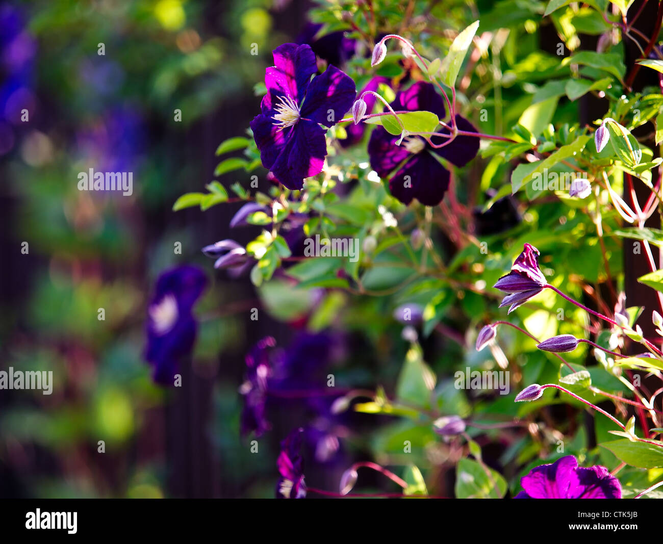 Close up shot of the  Etoile Violette clematis flower on a fence. Stock Photo