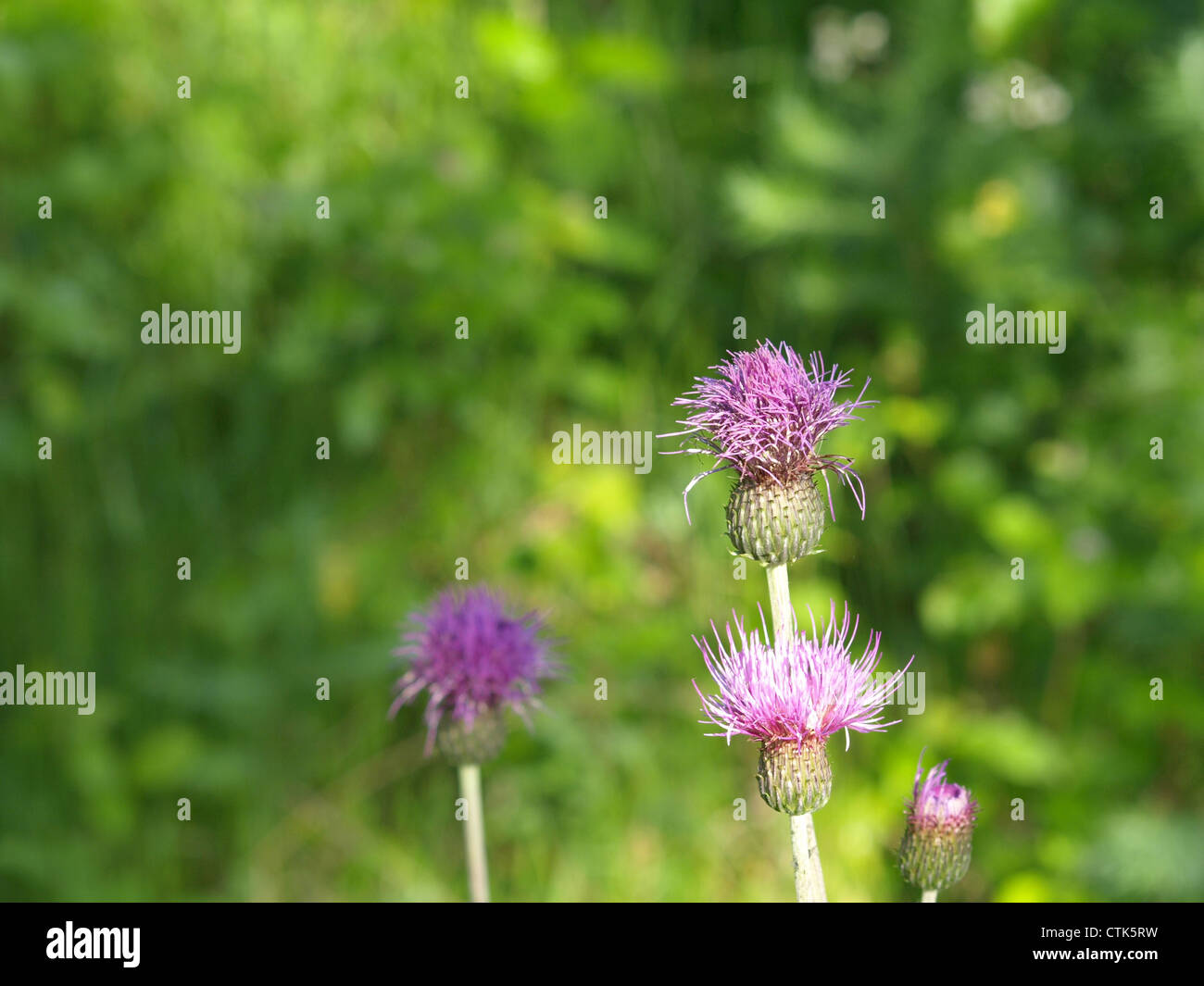 Melancholy thistle / Cirsium helenioides / Zweifarbige Kratzdistel Stock Photo