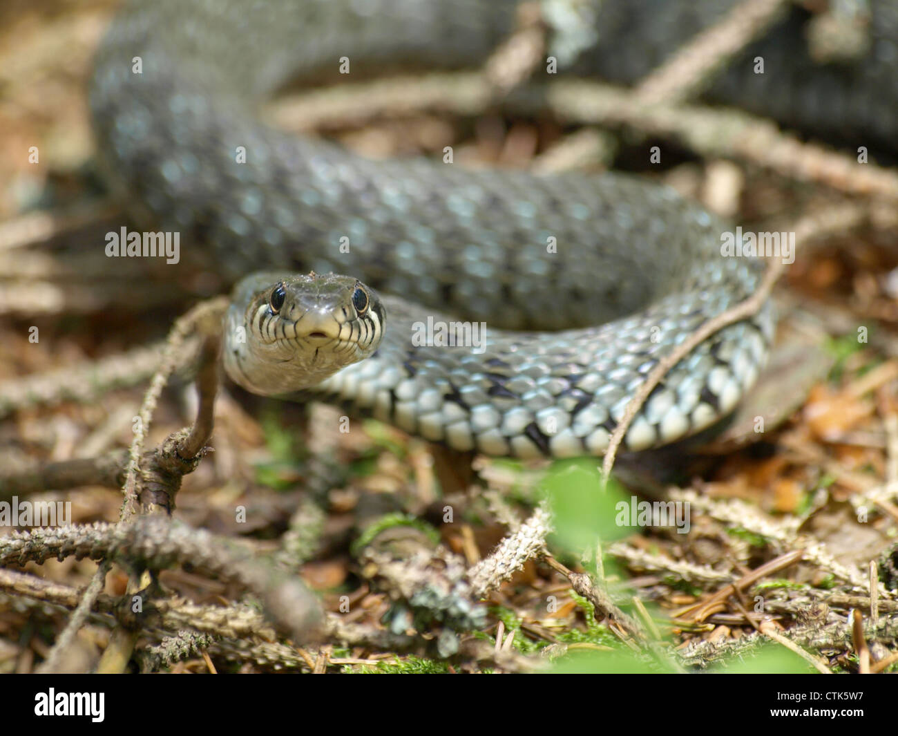 grass snake / Natrix natrix / Ringelnatter Stock Photo