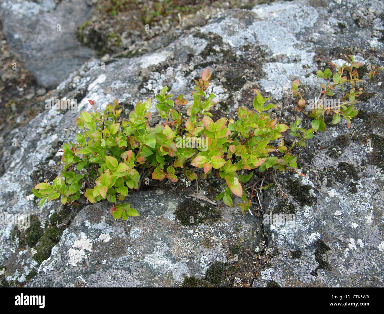 blueberry shrubs on a rock / Heidelbeersträucher auf einem Felsen Stock Photo
