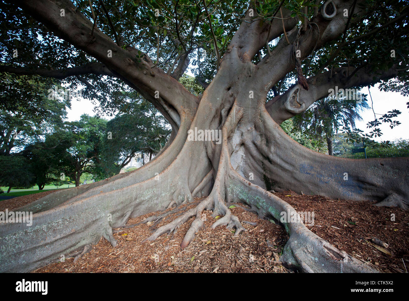 Moreton Bay Fig tree in Sydney's Royal Botanic Gardens Stock Photo