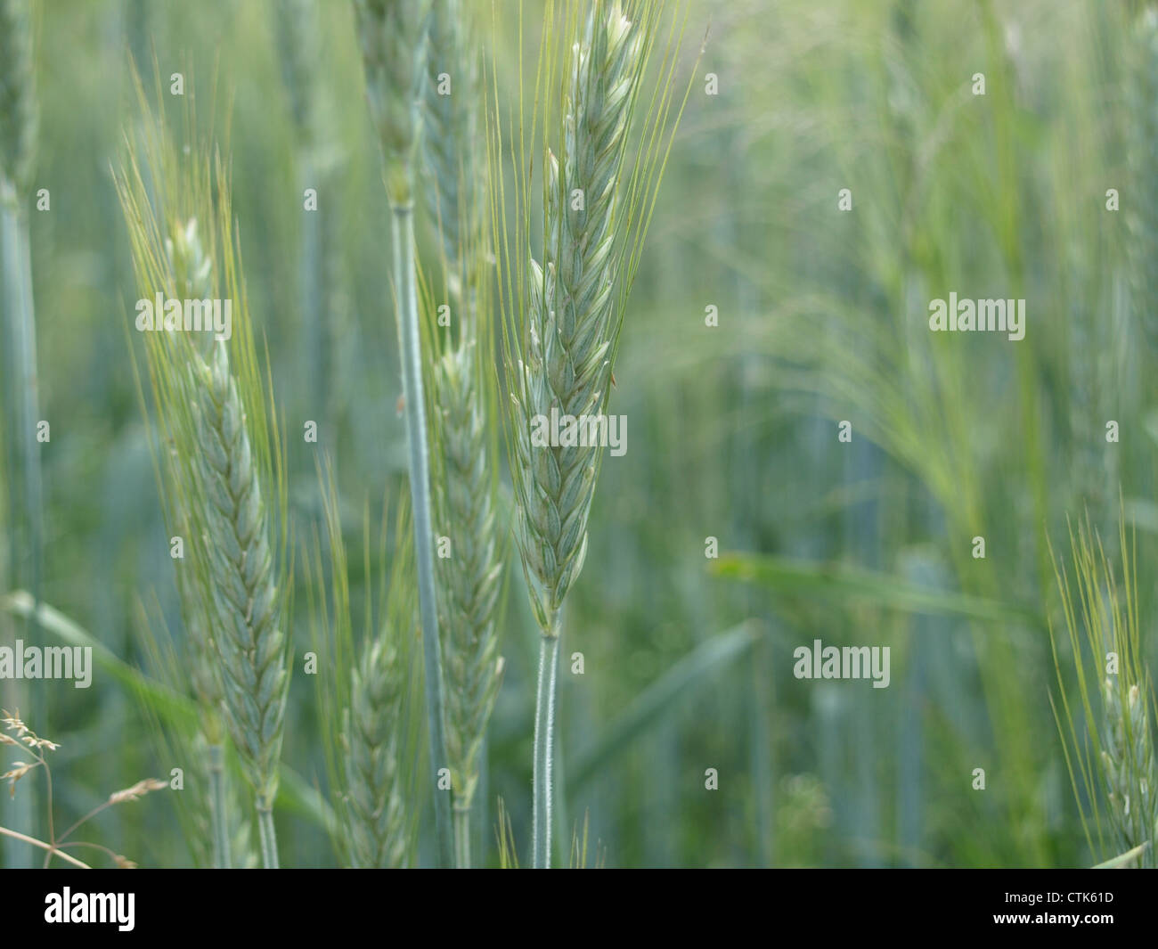rye field / Secale cereale / Roggenfeld Stock Photo - Alamy