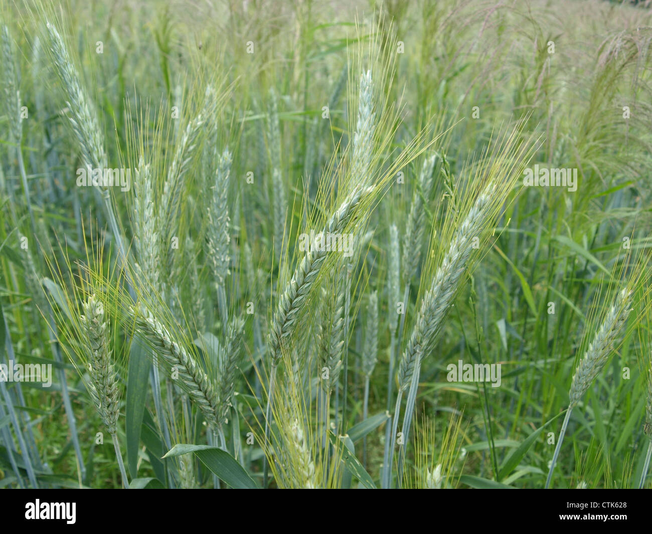 rye field / Secale cereale / Roggenfeld Stock Photo - Alamy