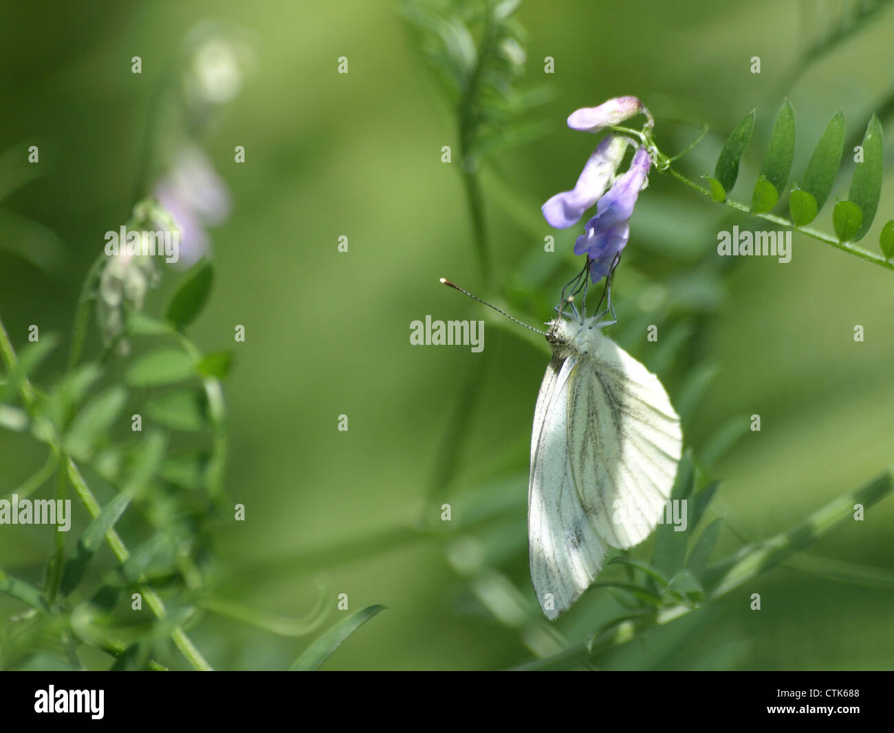 green-veined white on a tufted vetch / Pieris napi, Vicia cracca / Rapsweißling an Vogel-Wicke Stock Photo