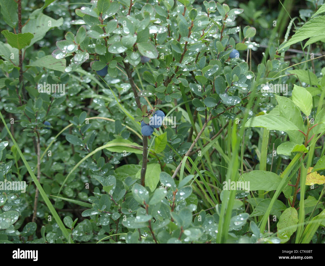 Bog bilberry, northern bilberry / Vaccinium uliginosum / Rauschbeeren