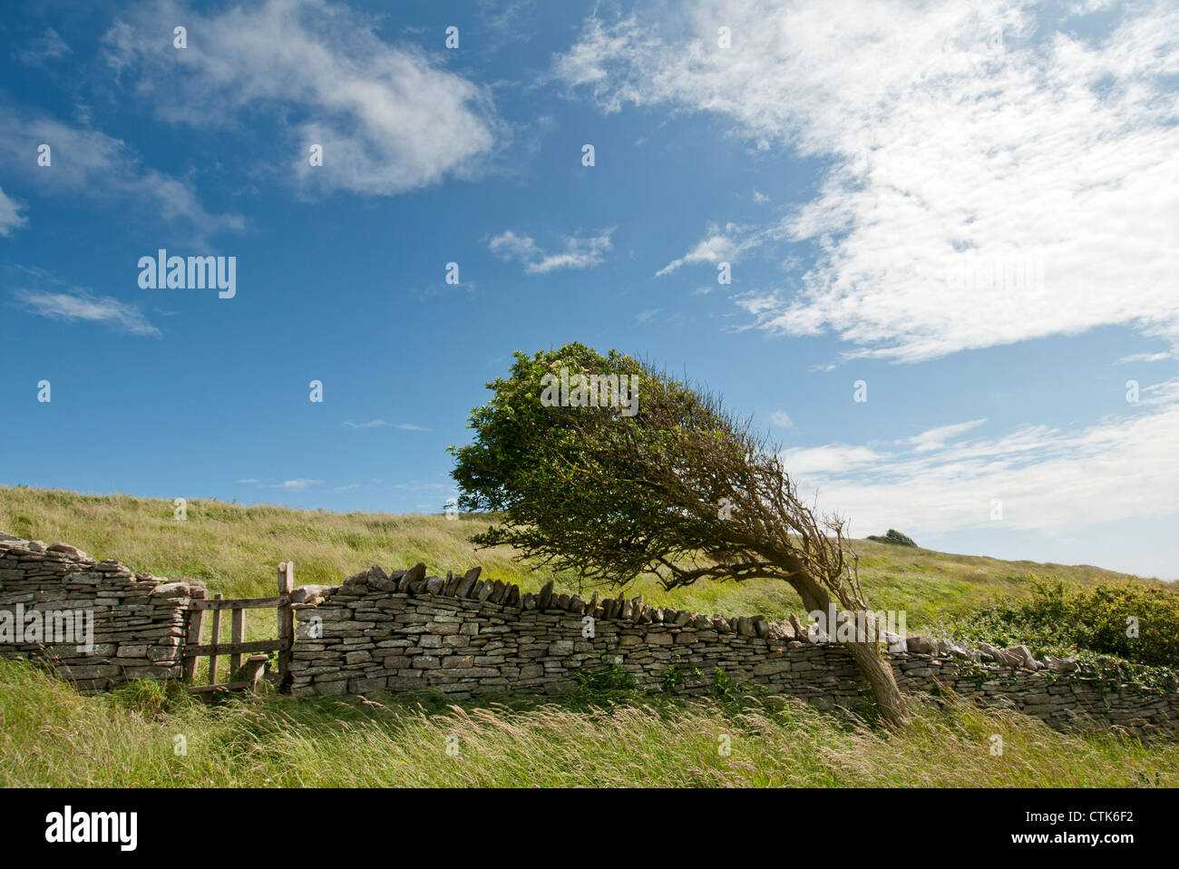 wind bent tree by a dry stone wall Stock Photo