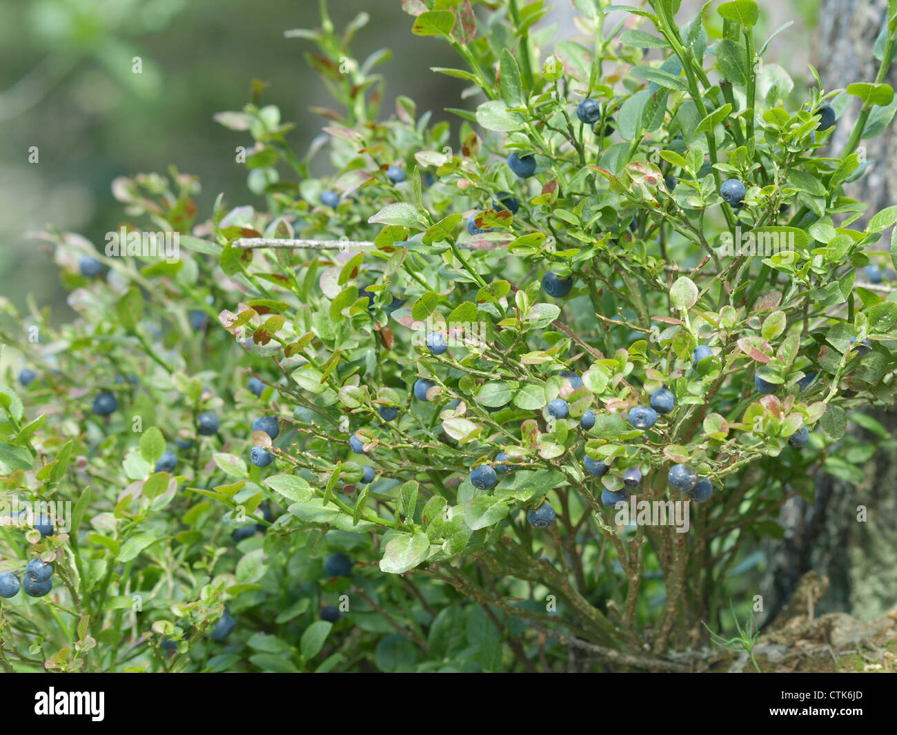 ripe wood blueberries at a blueberry shrub / Vaccinium myrtillus / reife Wald-Heidelbeeren am Heidelbeerstrauch Stock Photo