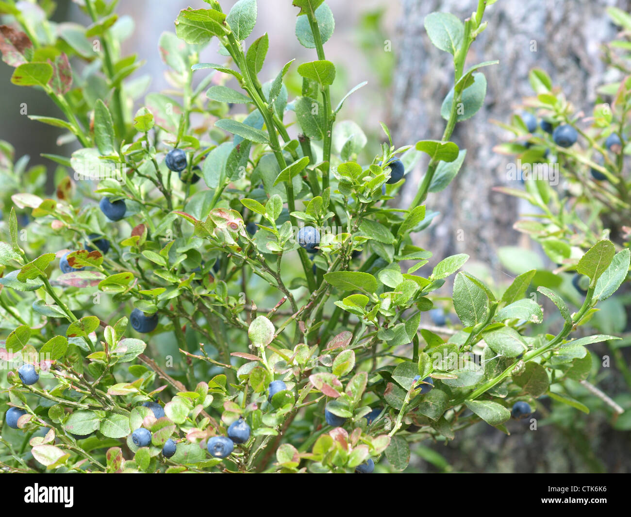 ripe wood blueberries at a blueberry shrub / Vaccinium myrtillus / reife Wald-Heidelbeeren am Heidelbeerstrauch Stock Photo