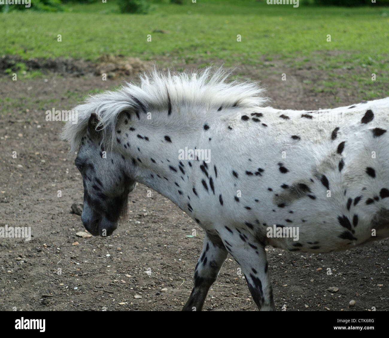 single young pony in field, side view Stock Photo