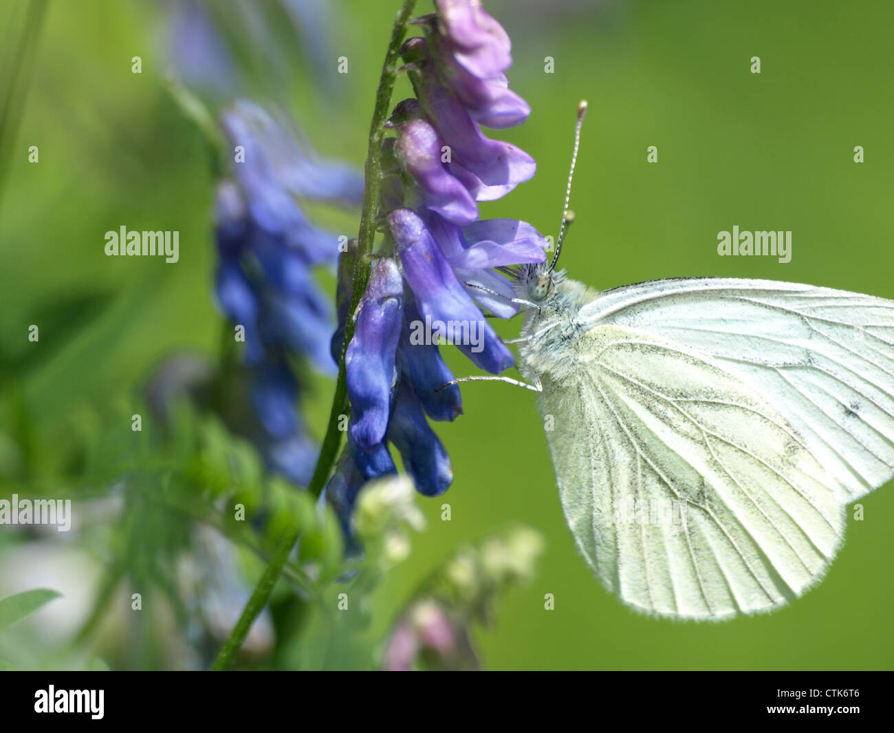 green-veined white on a tufted vetch / Pieris napi, Vicia cracca / Rapsweißling an Vogel-Wicke Stock Photo