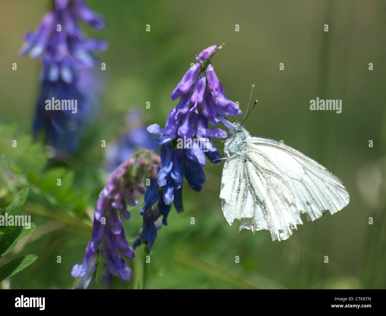 green-veined white on a tufted vetch / Pieris napi, Vicia cracca / Rapsweißling an Vogel-Wicke Stock Photo