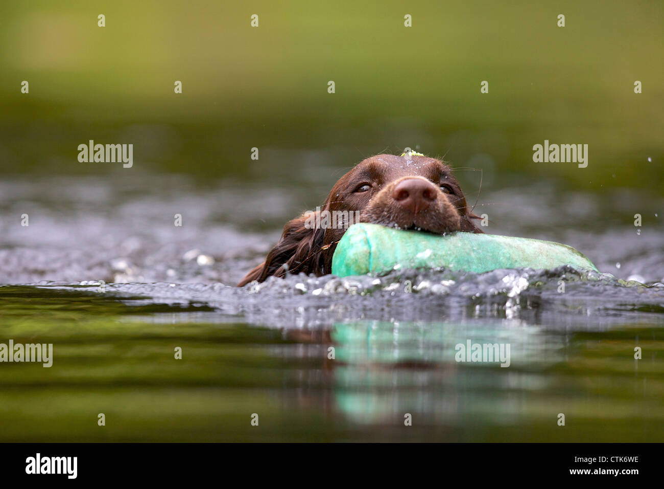 Cocker spaniel retrieving a training dummy from water Stock Photo