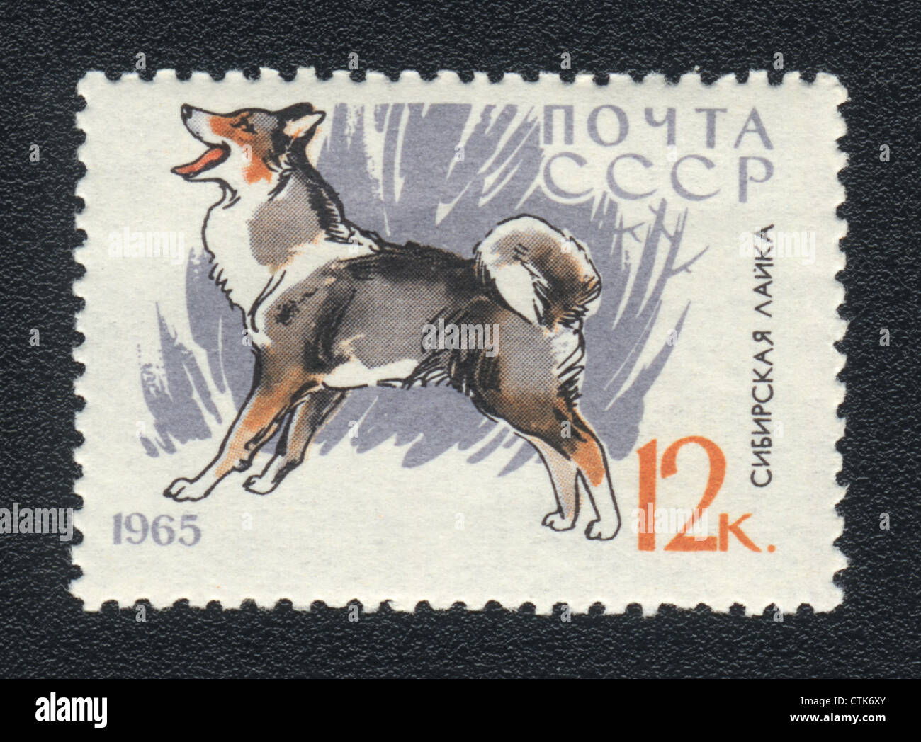 Postkarte Dog COCKER  &  CAT Hund Postcard  38 