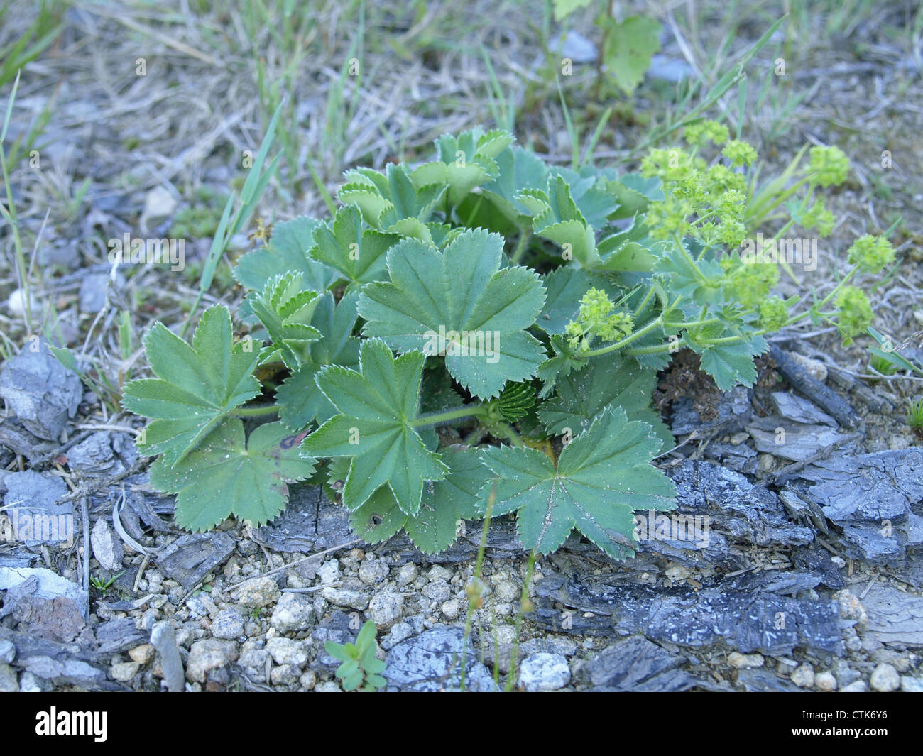 lady´s mantle / Alchemilla / Frauenmantel Stock Photo