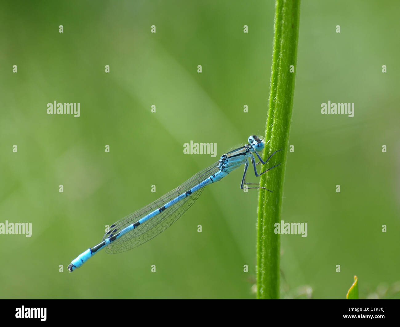 Azure Damselfly / Coenagrion puella / Hufeisen-Azurjungfer Stock Photo ...