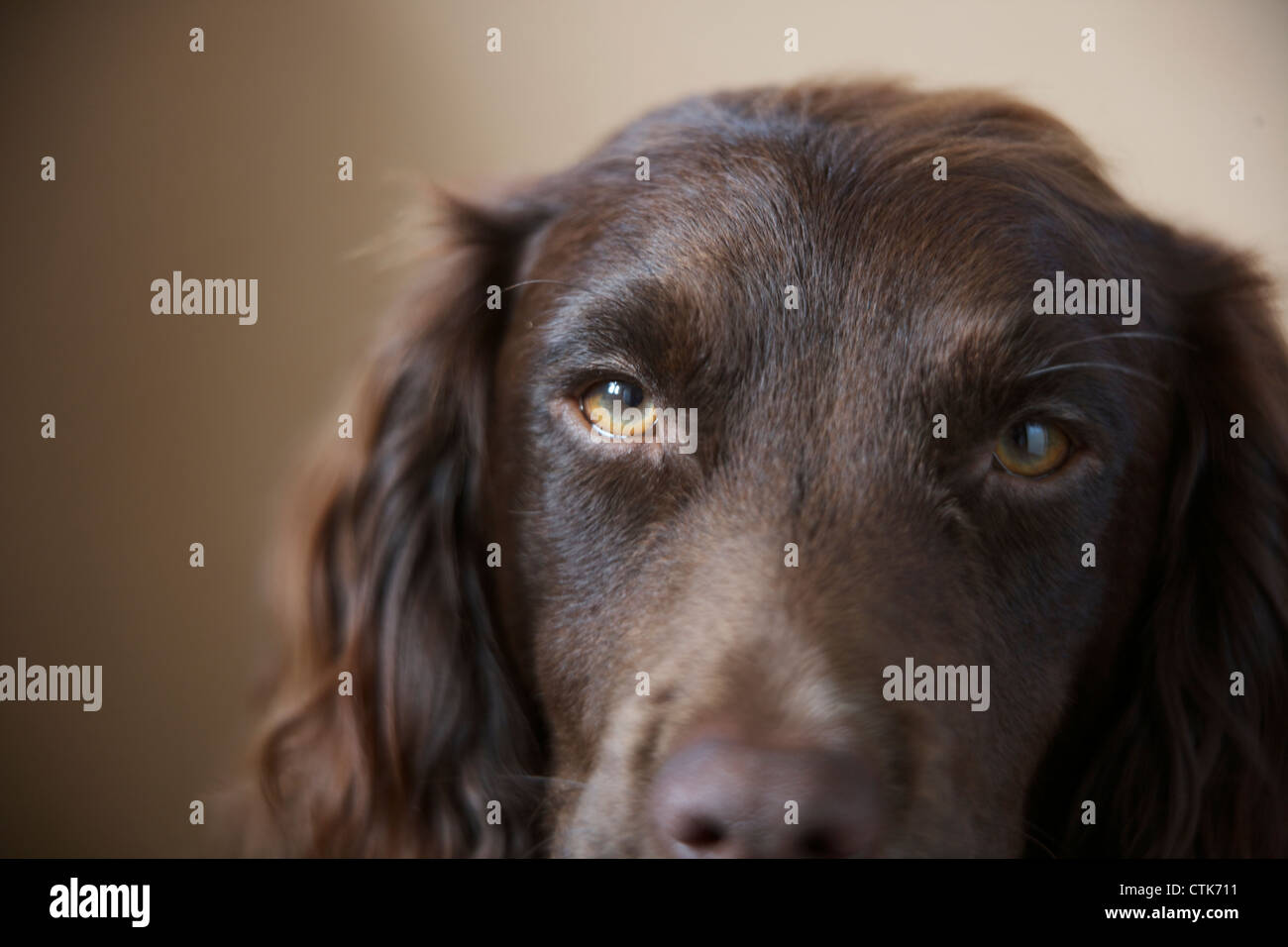 Tight head shot of a working cocker spaniel, focusing on the eyes Stock Photo