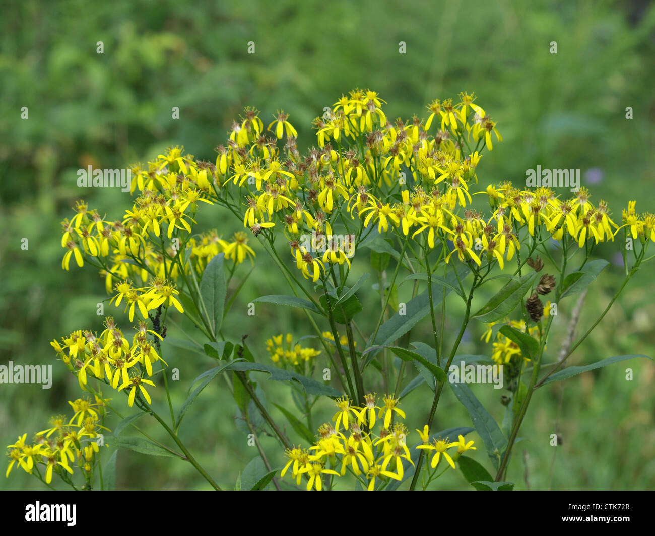 Wood ragwort / Senecio ovatus / Fuchsgreiskraut Stock Photo