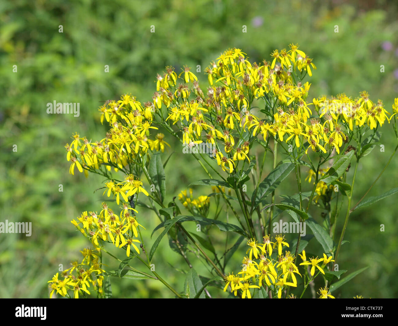 Wood ragwort / Senecio ovatus / Fuchsgreiskraut Stock Photo