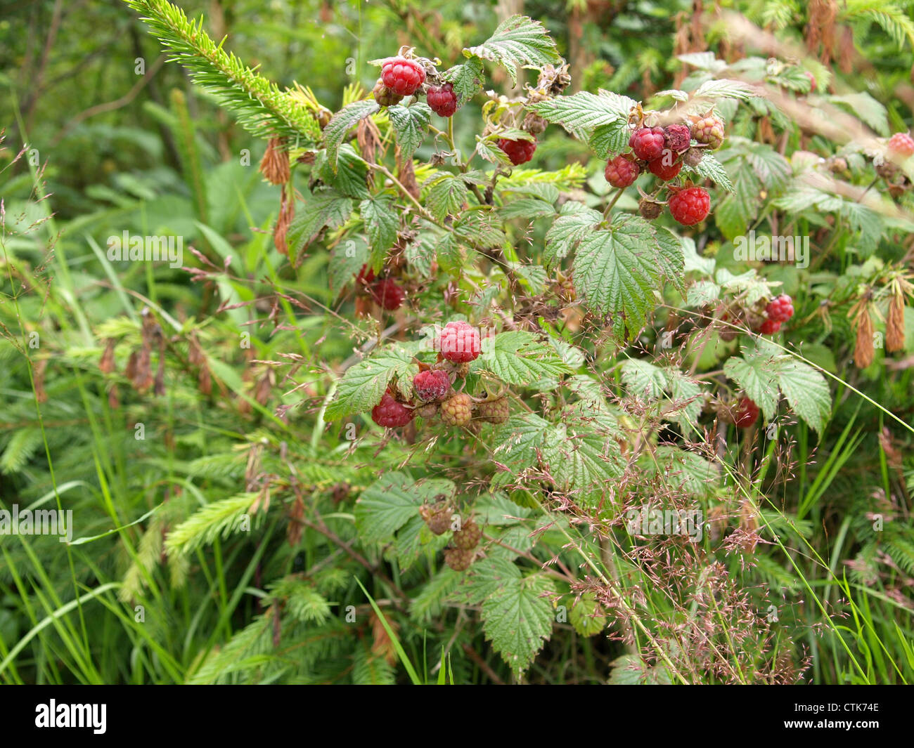 ripe wild red raspberries ready to pick / reife wilde rote Himbeeren fertig zum pflücken Stock Photo
