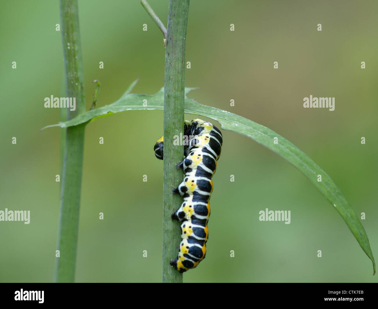 Caterpillar From Lettuce Shark Cucullia Lactucae Raupe Vom Lattich 