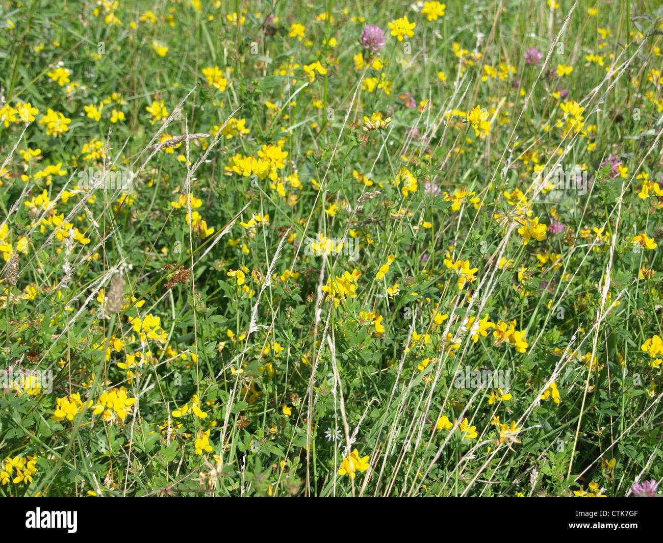 wildflower meadow Stock Photo