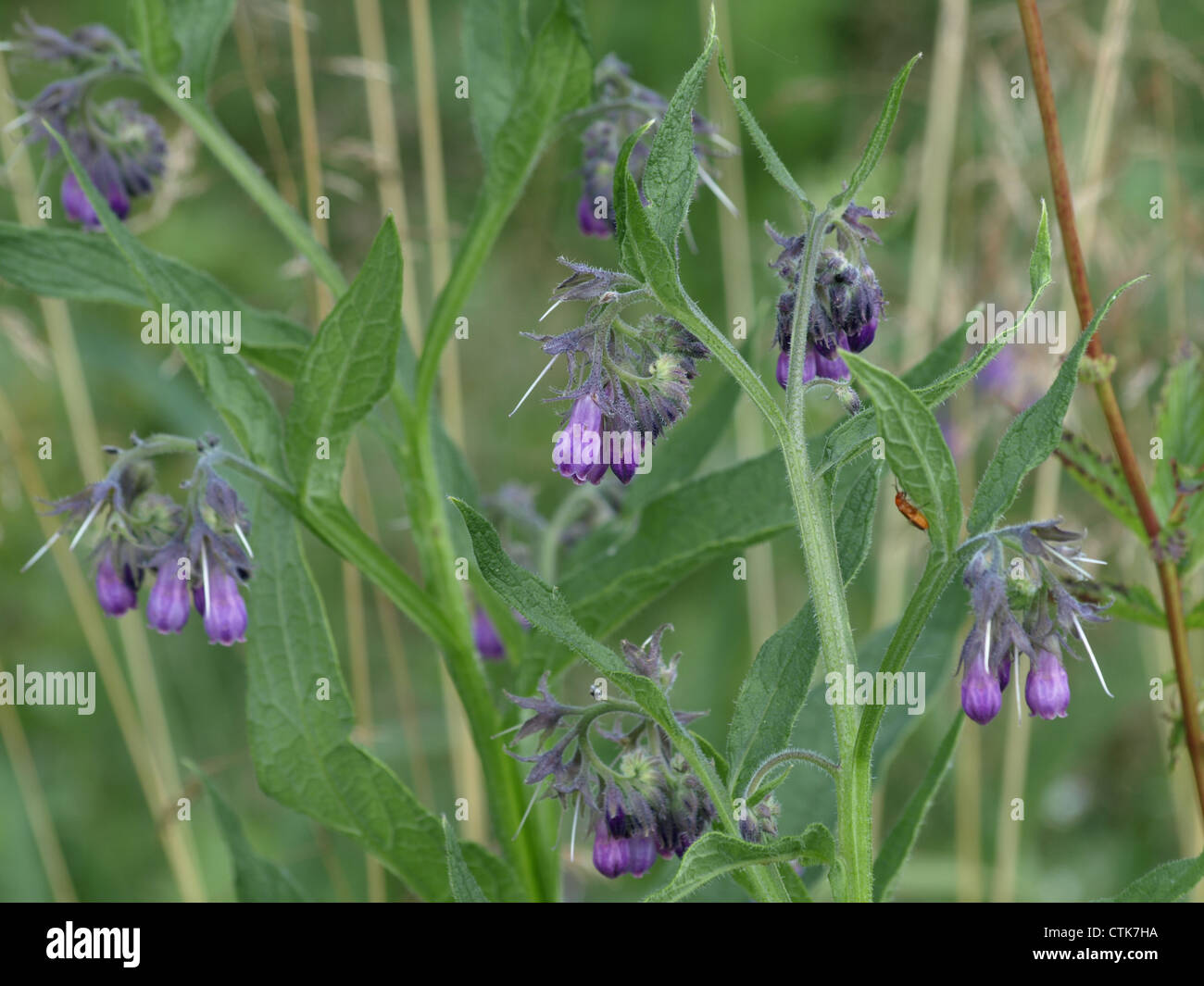 Common comfrey, Quaker comfrey / Symphytum officinale / Echter Beinwell