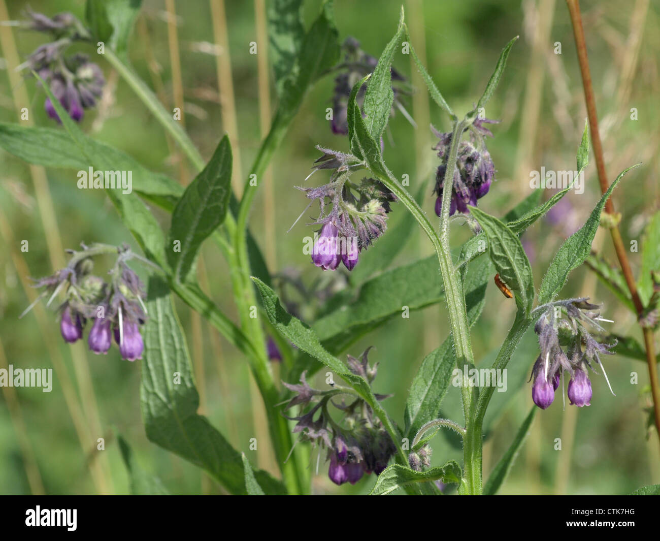 Common comfrey, Quaker comfrey / Symphytum officinale / Echter Beinwell