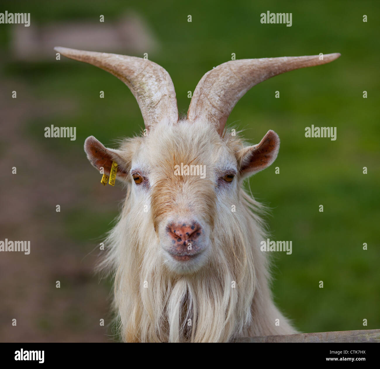 Goat looking head on in funny way Stock Photo