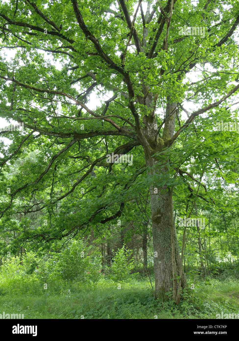 big old oak tree / großer alter Eichenbaum Stock Photo