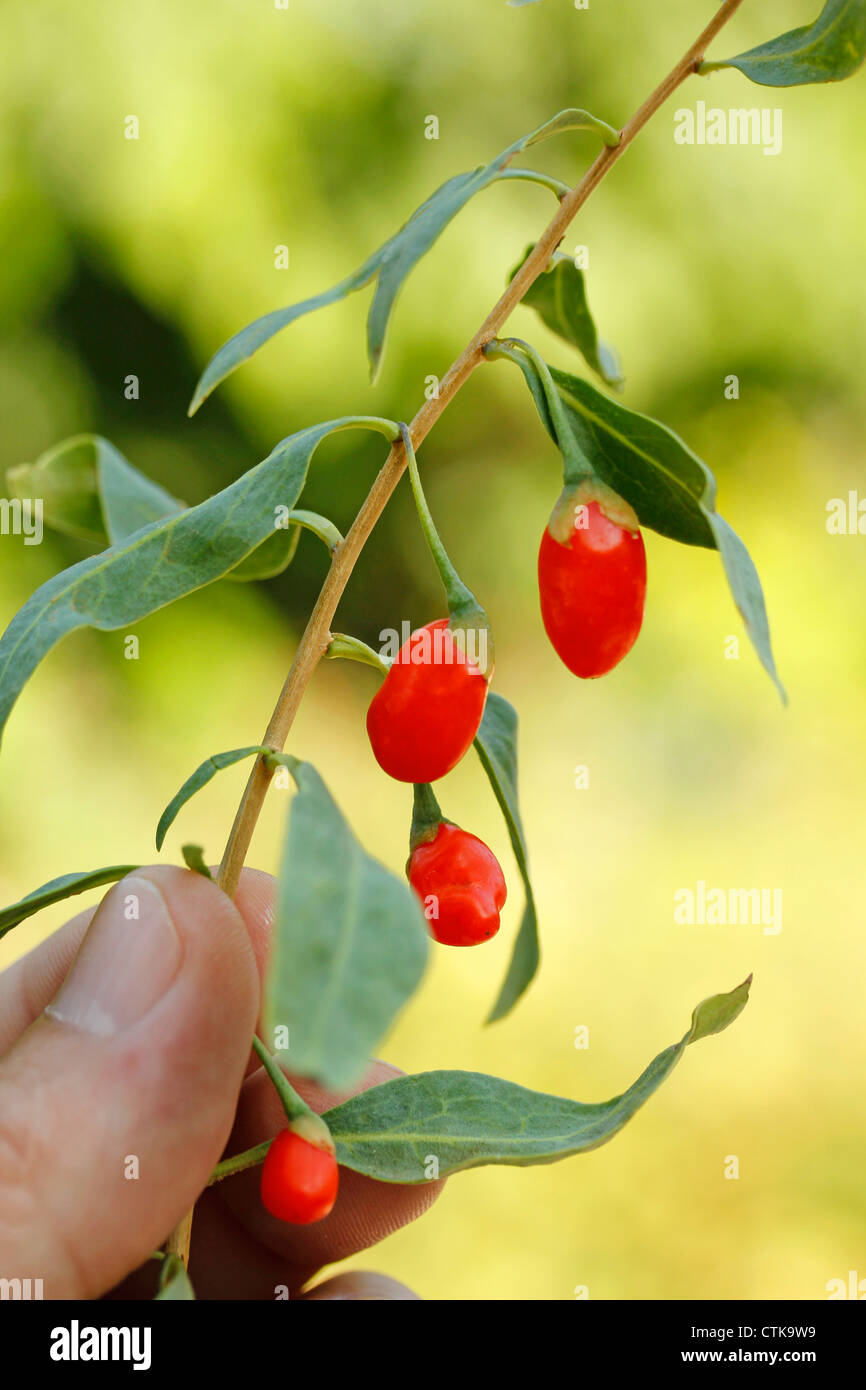 Goji berries. Lycium barbarum Stock Photo