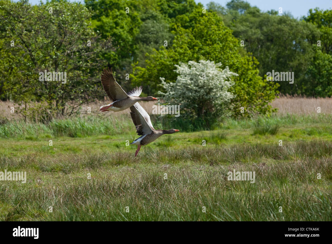 Greylag Geese (Anser anser). Breeding pair, taking off in flight. Norfolk Wildlife Trust Reserve , Hickling Broad, Norfolk. Stock Photo