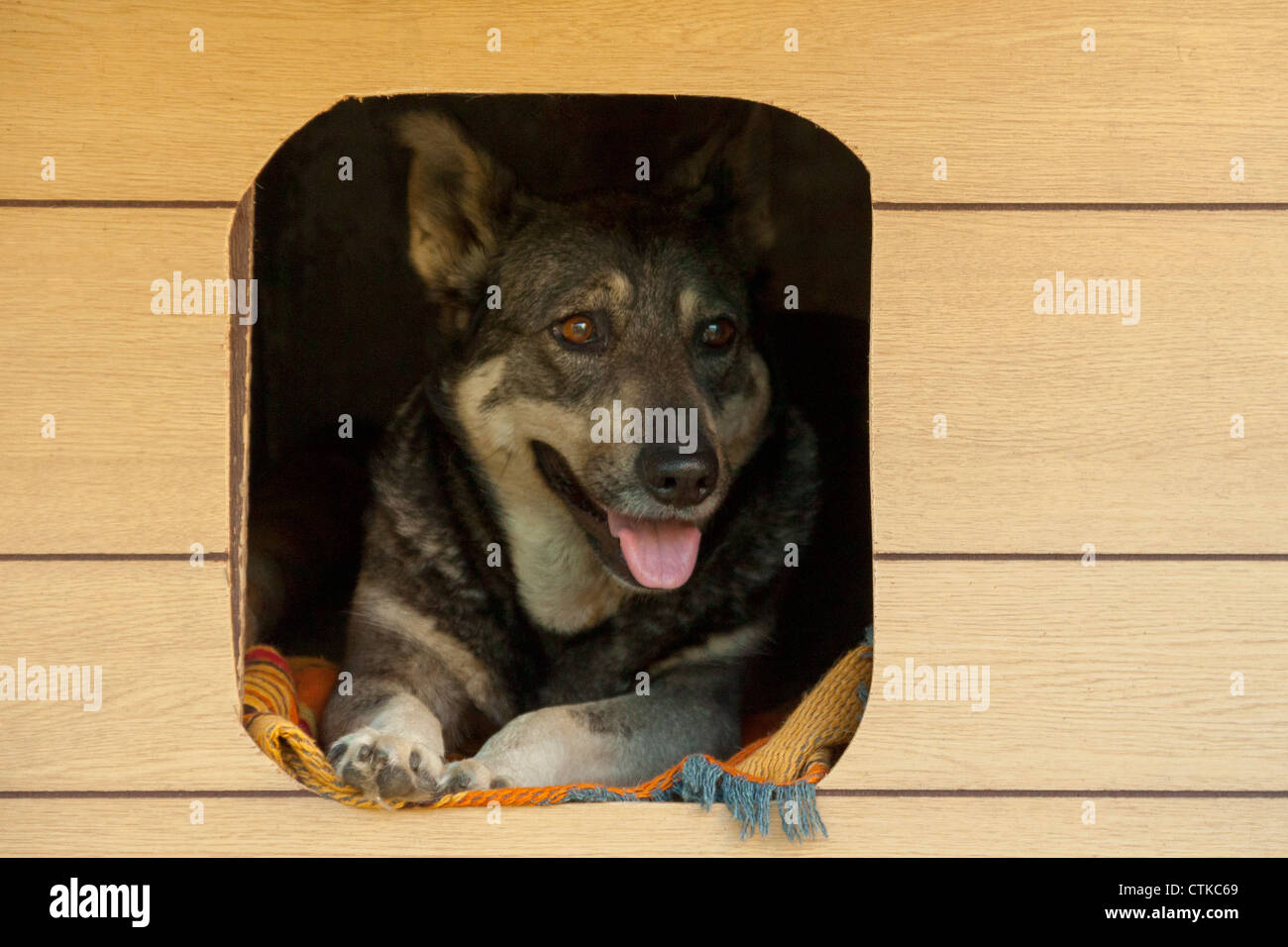 Dog in a kennel Stock Photo