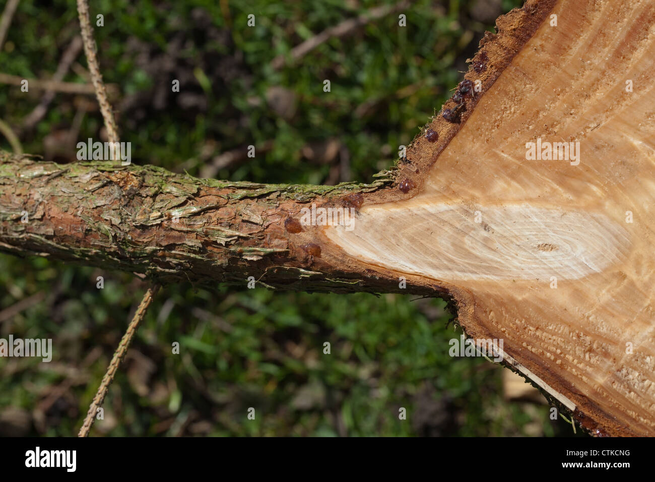 Norway Spruce (Picea abies). Piece of trunk cross-section. Showing side branch originating from trunk and how a knot is revealed Stock Photo